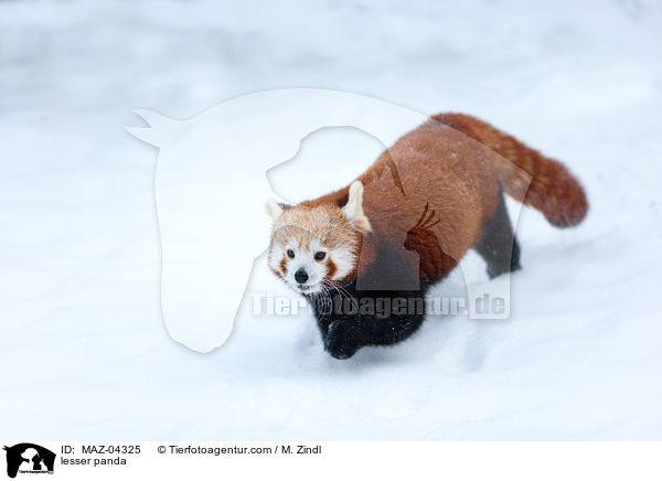 Kleiner Panda / lesser panda / MAZ-04325