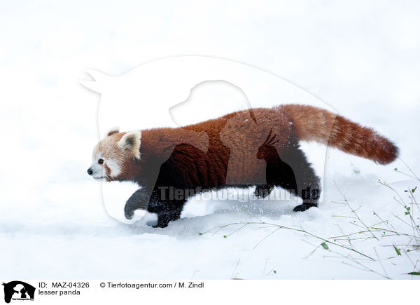 lesser panda / MAZ-04326