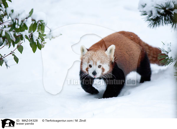 Kleiner Panda / lesser panda / MAZ-04328