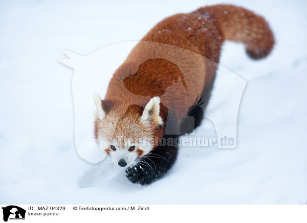 Kleiner Panda / lesser panda / MAZ-04329