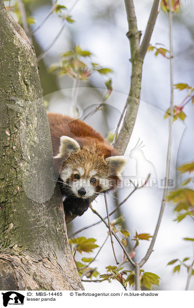 lesser panda / MBS-14465