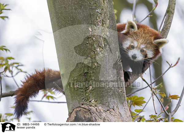 lesser panda / MBS-14466