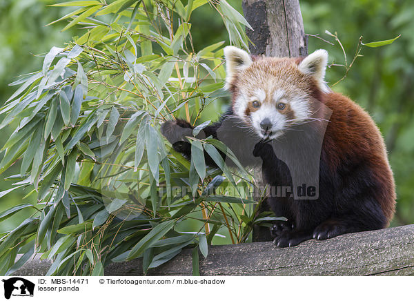 lesser panda / MBS-14471