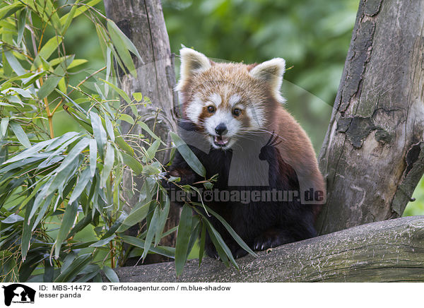 Kleiner Panda / lesser panda / MBS-14472