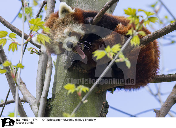 lesser panda / MBS-14474