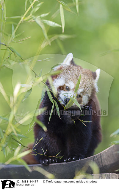 Kleiner Panda / lesser panda / MBS-14477