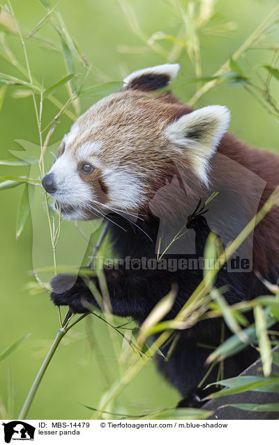 Kleiner Panda / lesser panda / MBS-14479