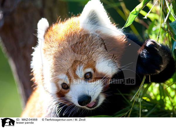 Kleiner Panda / lesser panda / MAZ-04988