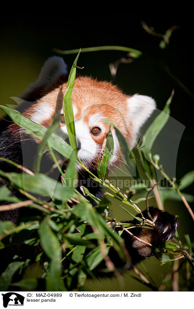 Kleiner Panda / lesser panda / MAZ-04989