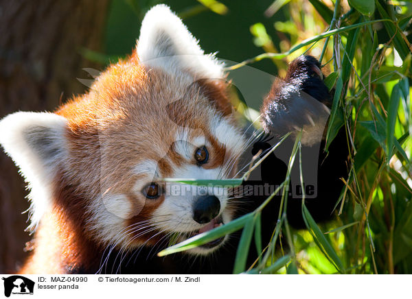 Kleiner Panda / lesser panda / MAZ-04990