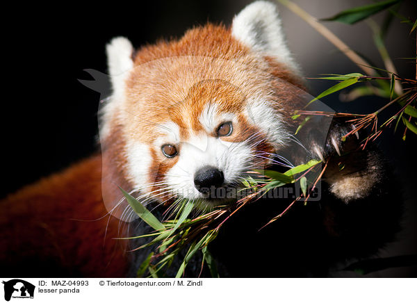 Kleiner Panda / lesser panda / MAZ-04993