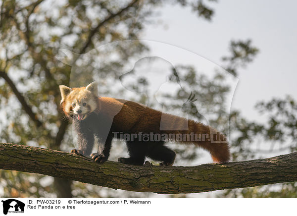 Kleiner Panda auf Baum / Red Panda on e tree / PW-03219