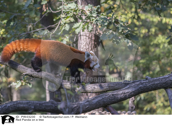 Red Panda on e tree / PW-03230