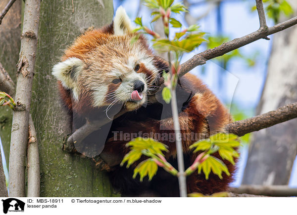 lesser panda / MBS-18911