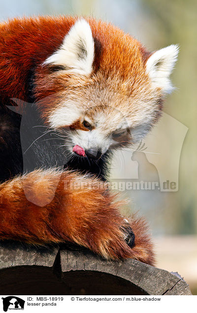 Kleiner Panda / lesser panda / MBS-18919