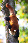 lesser panda