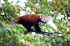 lesser panda