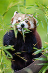 lesser panda