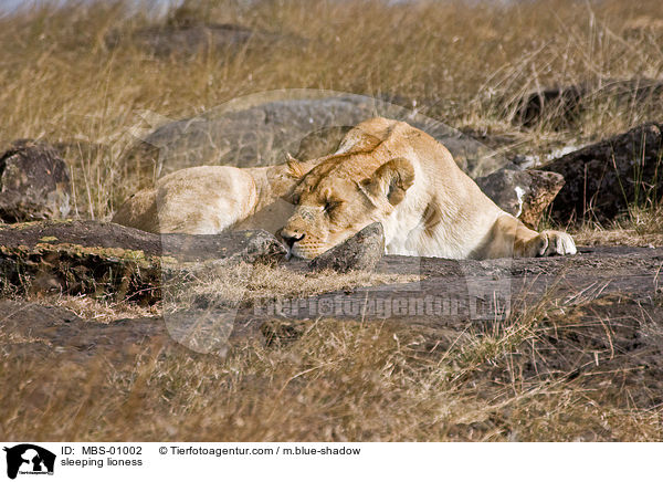 schlafende Lwin / sleeping lioness / MBS-01002