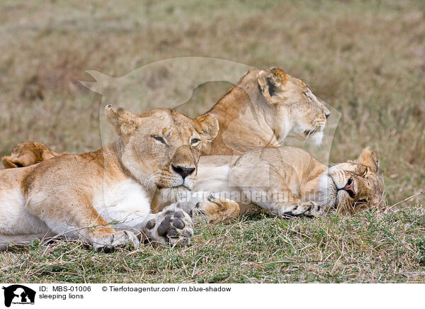 schlafende Lwen / sleeping lions / MBS-01006