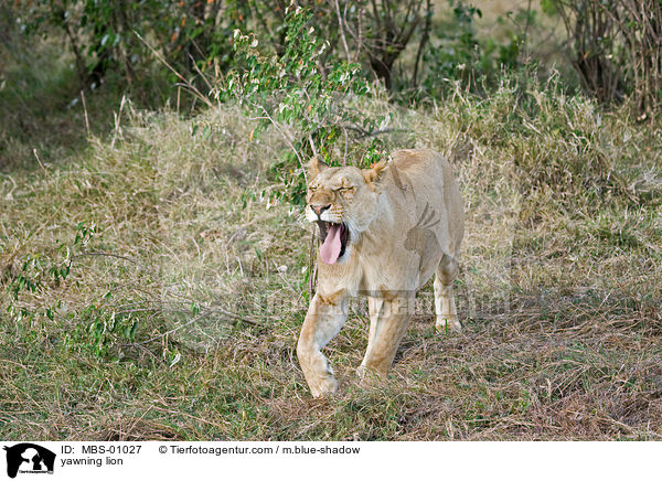 ghnender Lwe / yawning lion / MBS-01027