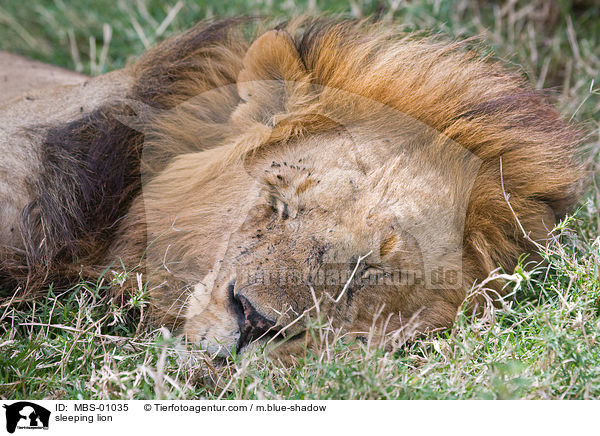 schlafender Lwe / sleeping lion / MBS-01035