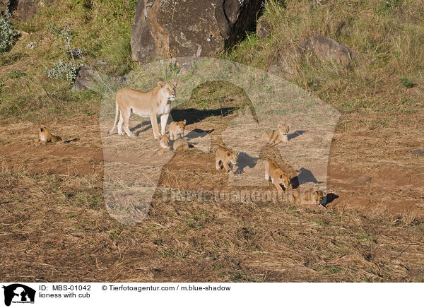 Lwin mit Jungen / lioness with cub / MBS-01042