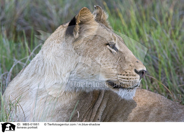 Lwin Portrait / lioness portrait / MBS-01661