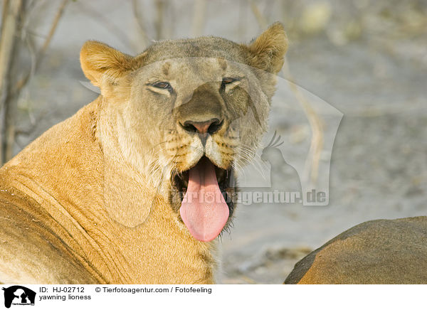 Ghnende Lwin / yawning lioness / HJ-02712