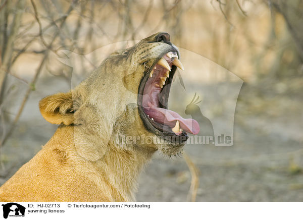 Ghnende Lwin / yawning lioness / HJ-02713