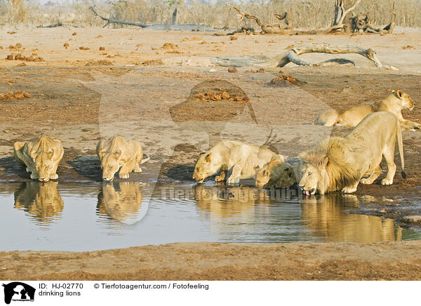 trinkende Lwen / drinking lions / HJ-02770