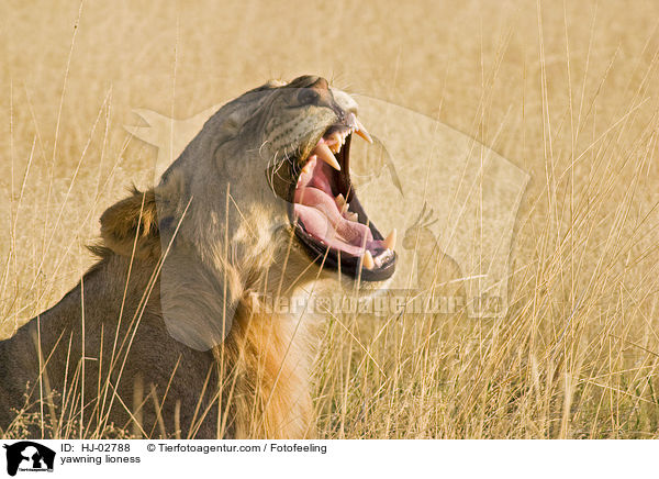 Ghnende Lwin / yawning lioness / HJ-02788