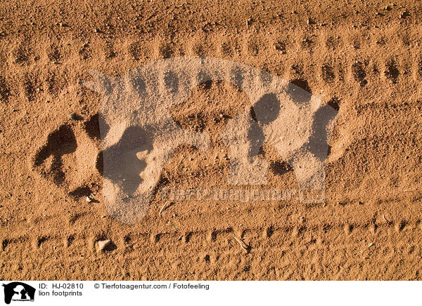 Lwenspuren / lion footprints / HJ-02810