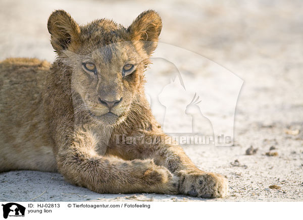 young lion / HJ-02813