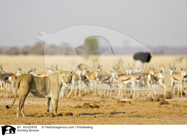 hunting lioness / HJ-02835