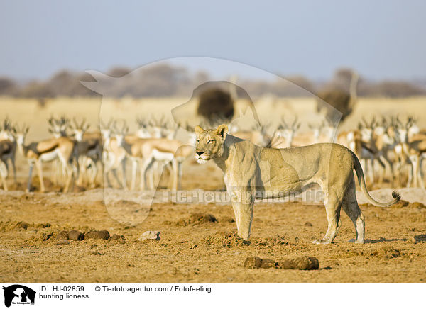 jagende Lwin / hunting lioness / HJ-02859