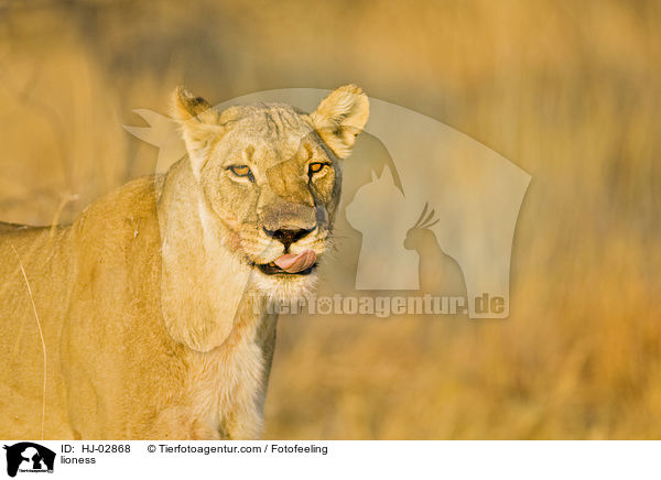 Lwin / lioness / HJ-02868