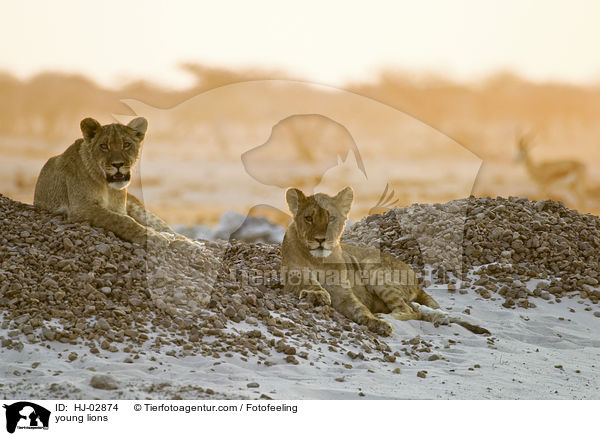 junge Lwen / young lions / HJ-02874