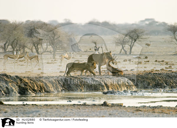 jagende Lwen / hunting lions / HJ-02880