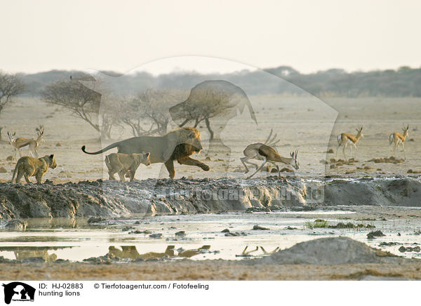 jagende Lwen / hunting lions / HJ-02883