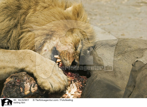 eating lion / HJ-02901