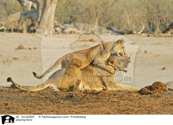 spielende Lwen / playing lions / HJ-02905