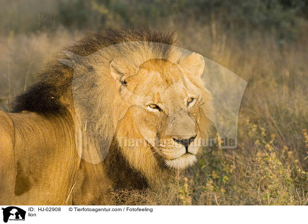 lion / HJ-02908