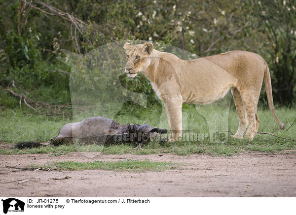lioness with prey / JR-01275