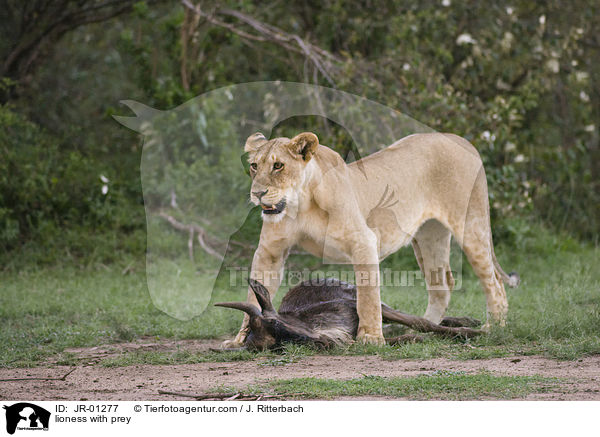 Lwin mit Beute / lioness with prey / JR-01277
