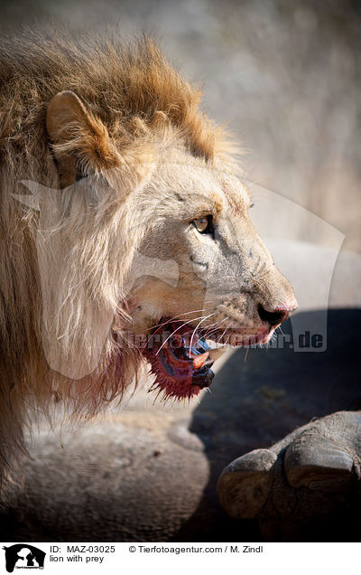 Lwe mit Beute / lion with prey / MAZ-03025