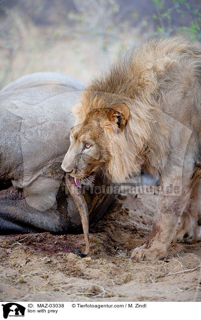 Lwe mit Beute / lion with prey / MAZ-03038