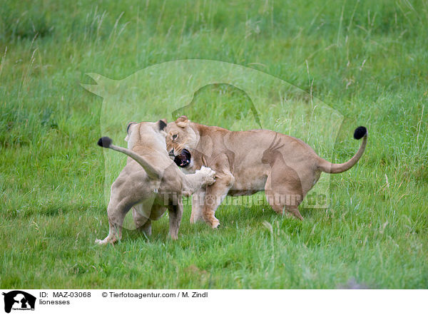 Lwinnen / lionesses / MAZ-03068