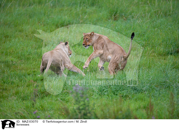 Lwinnen / lionesses / MAZ-03070
