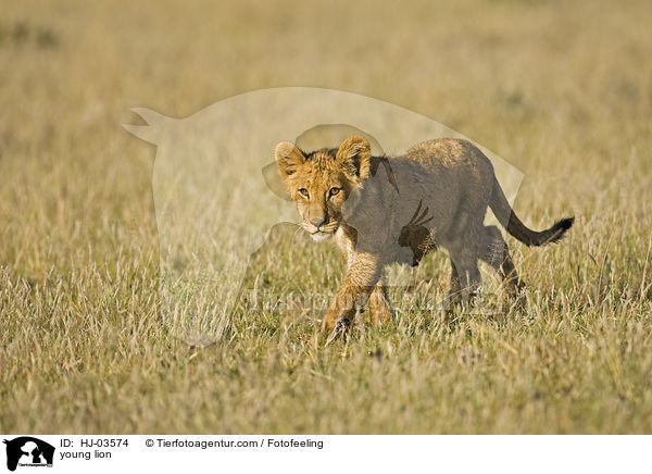 young lion / HJ-03574